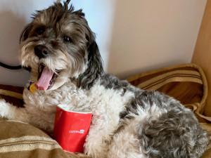 every day is bring your pet to work day at continued